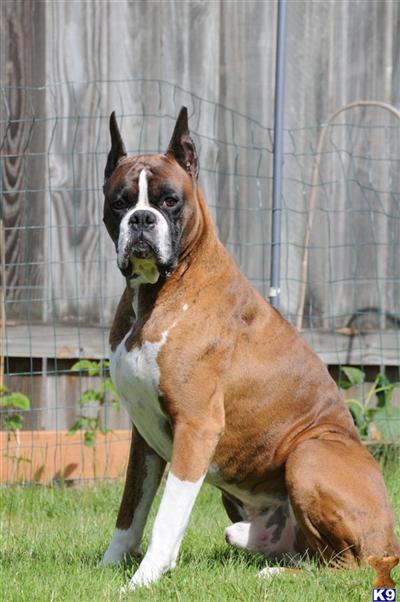 Stud Dogs - Boxer