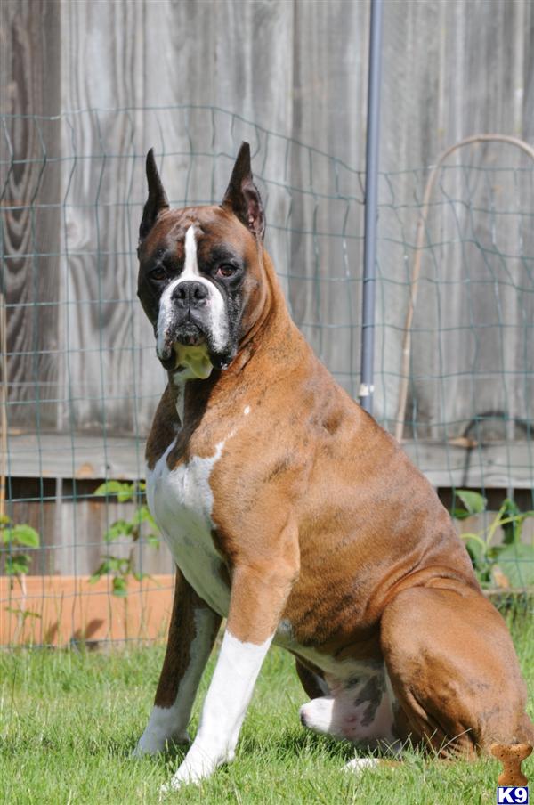 Stud Dogs in WA