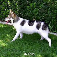 Alaskan Malamute Puppies in CA
