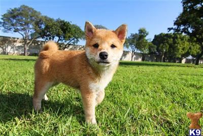 Shiba Inu Puppies for Sale