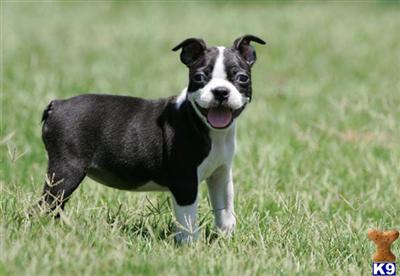 Boston Terrier Puppies for Sale