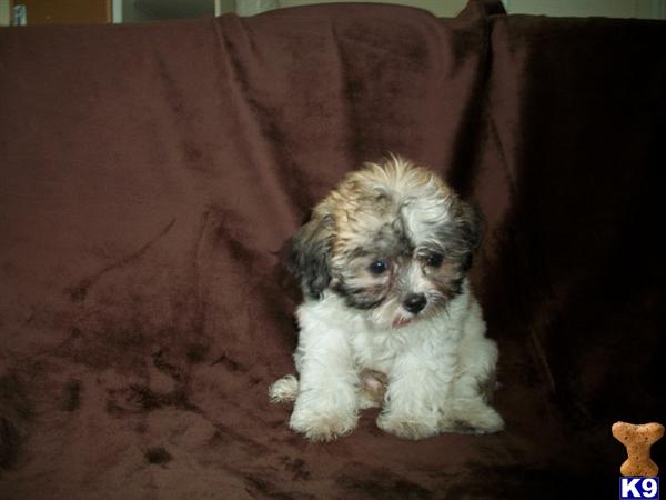 Mixed Breed Puppies in CA