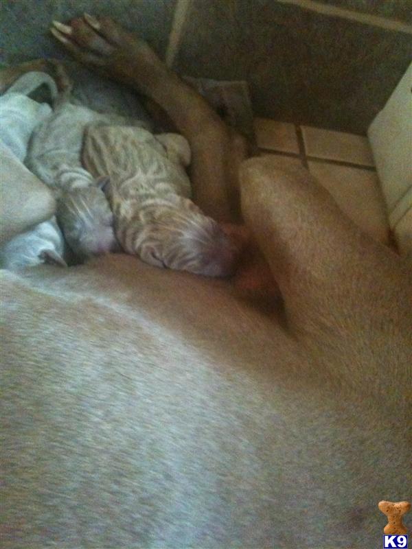 Puppies in Reading