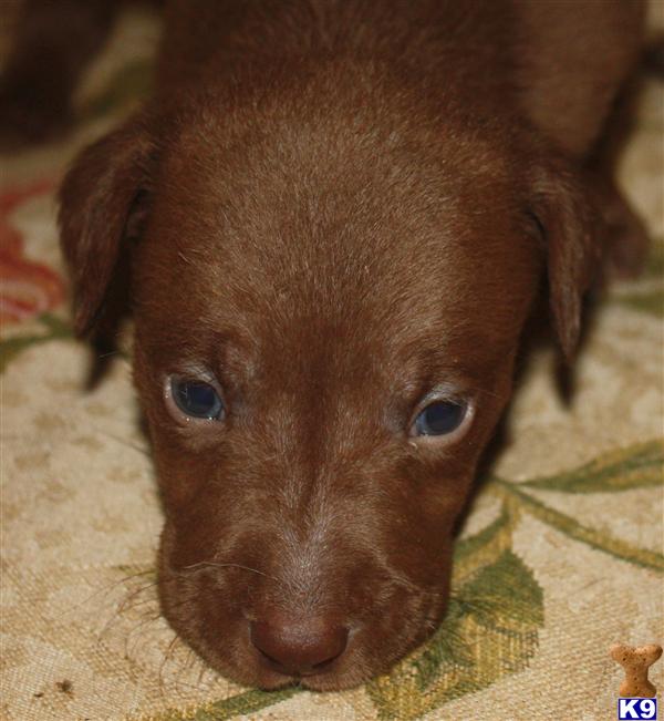 Puppies in Reading