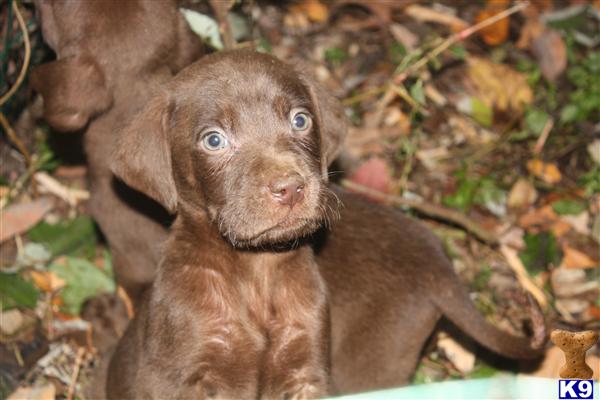 Weimaraner Puppies