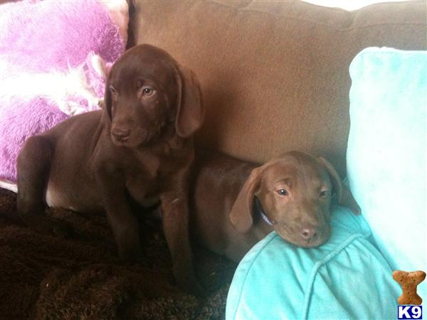 Puppies in Reading
