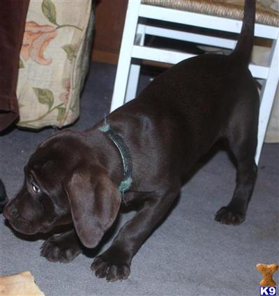 Puppies in Reading