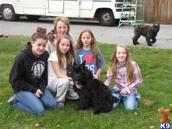 Puppies in Wasilla