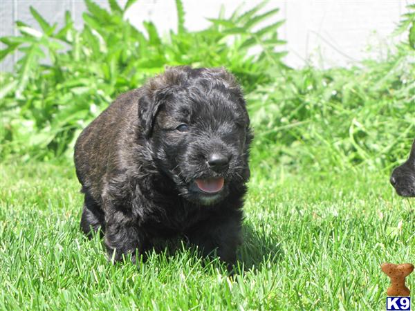 Puppies in Wasilla