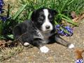 Miniature Australian Shepherd