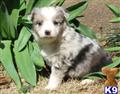 Miniature Australian Shepherd