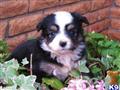 Miniature Australian Shepherd
