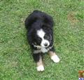 Miniature Australian Shepherd