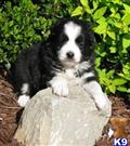 Miniature Australian Shepherd