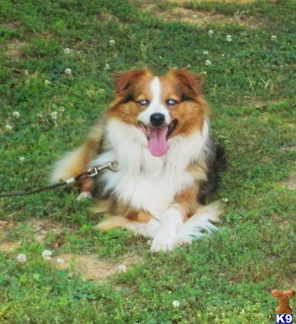 Dogs - Miniature Australian Shepherd