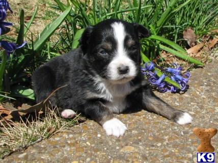 Puppies in TN