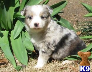 Puppies in TN