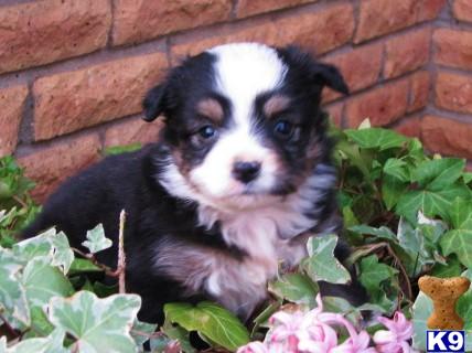Puppies in TN
