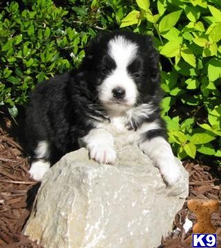 Puppies in TN