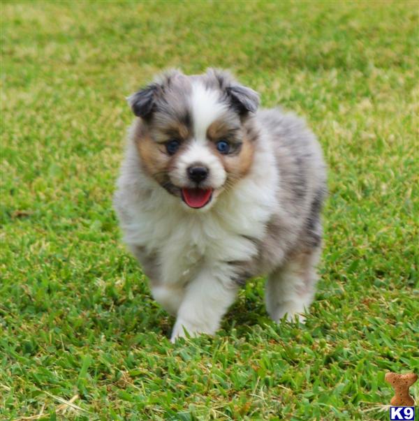 Miniature Australian Shepherd