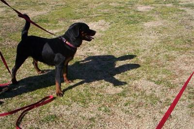 Stud Dogs in OK