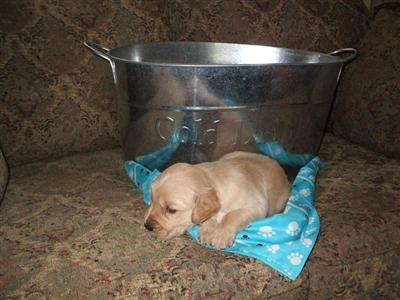 Puppies in Porum