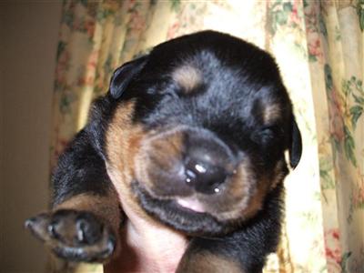 Puppies in PORUM