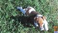 Jack Russell Terrier