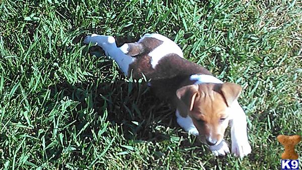 Puppies in MT