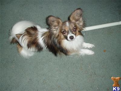 Stud Dogs - Papillon