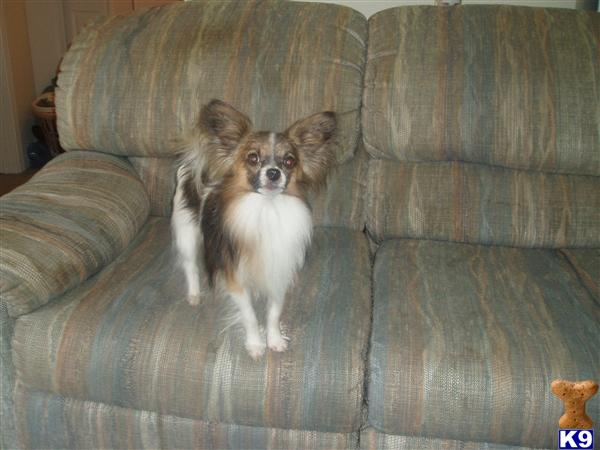 Dogs for Sale in TN