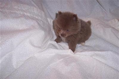 Pomeranian Puppies in FL