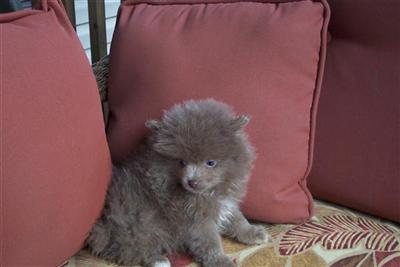 Puppies in Bell