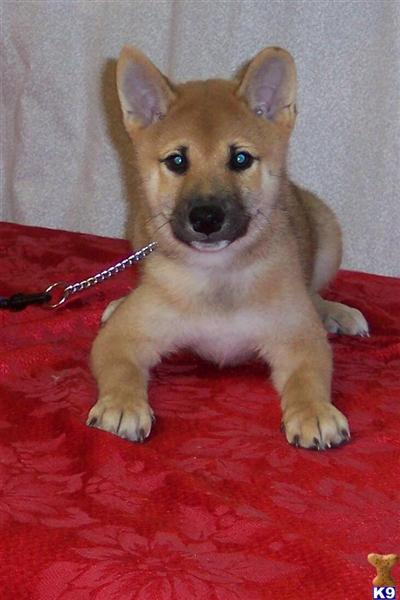 Shiba Inu Puppies for Sale