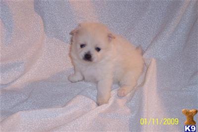 Pomeranian Puppies in FL