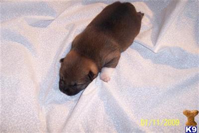 Shiba Inu Puppies for Sale