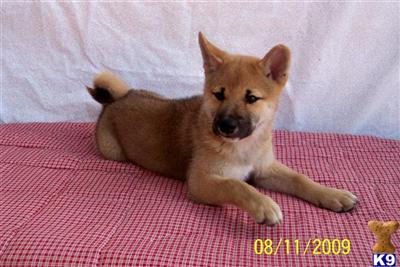 Shiba Inu Puppies for Sale