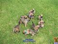 Belgian Malinois