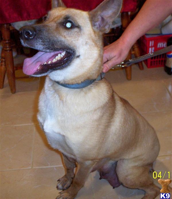 Dogs - Belgian Malinois