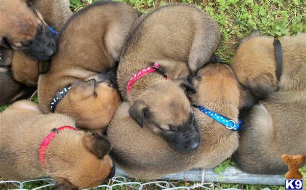 boxer puppies for sale in louisville ky belgian malinois puppies for sale louisville kentucky breeds picture boxer puppies for sale in louisville ky belgian malinois puppies for sale louisville kentucky breeds picture