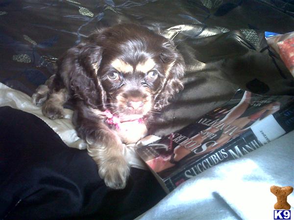 Cocker Spaniel Puppies