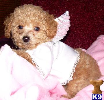 Poodle Puppies in TX
