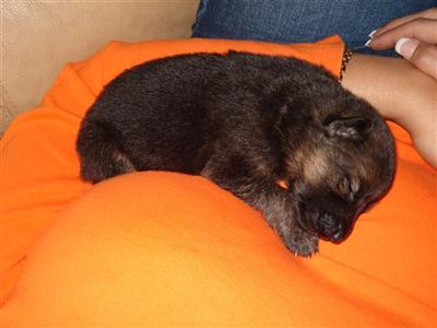 German Shepherd Puppies in FL