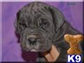 Neapolitan Mastiff