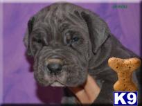 Puppies in MD