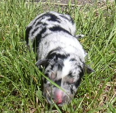 Puppies in ND