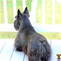 Scottish Terrier