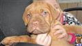 Dogue De Bordeaux