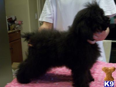 Dogs for Sale in AZ
