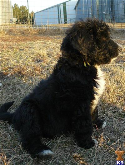 Bernese Mountain Dog Puppies for Sale